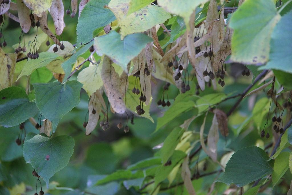 Tilia vulgaris (Cultivated) – eFlora of India
